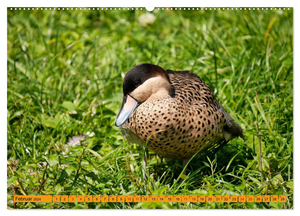 World Bird Park Walsrode - The diversity of bird species (CALVENDO wall calendar 2024) 