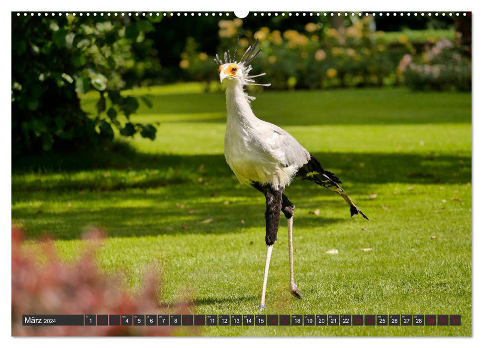 Weltvogelpark Walsrode - Die Vielfalt der Vogelarten (CALVENDO Wandkalender 2024)