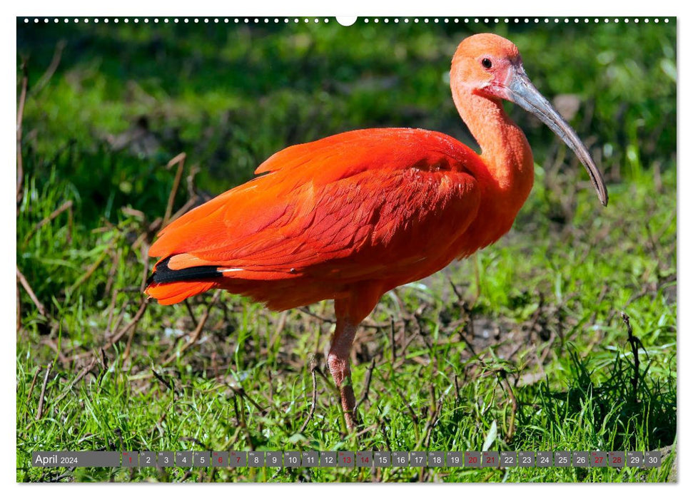 Weltvogelpark Walsrode - Die Vielfalt der Vogelarten (CALVENDO Wandkalender 2024)