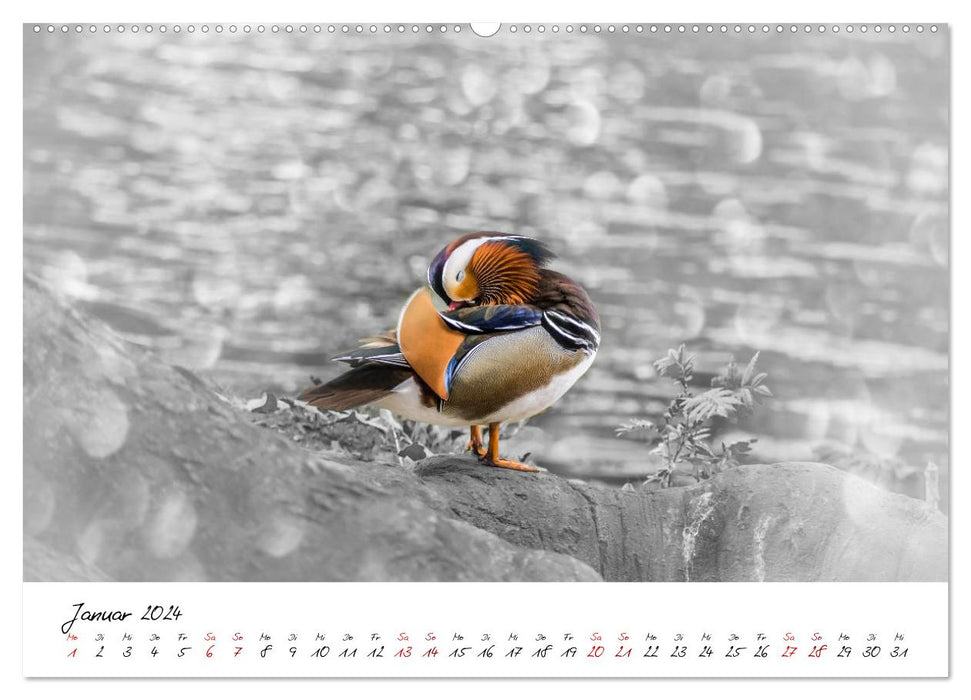 Adventures of a Mandarin Duck (CALVENDO Premium Wall Calendar 2024) 