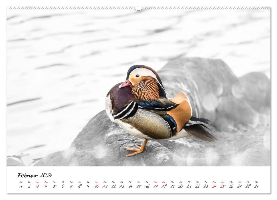 Aventures d'un canard mandarin (Calvendo Premium Wall Calendar 2024) 