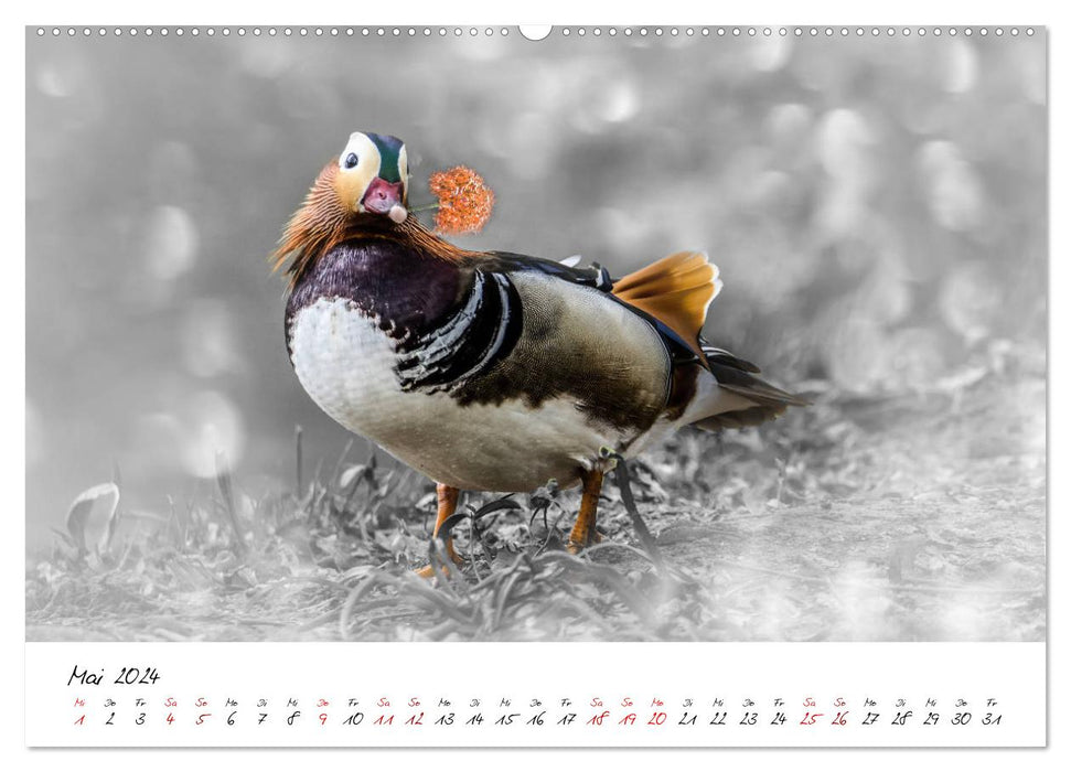 Aventures d'un canard mandarin (Calvendo Premium Wall Calendar 2024) 
