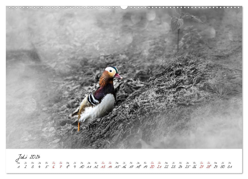 Adventures of a Mandarin Duck (CALVENDO Premium Wall Calendar 2024) 