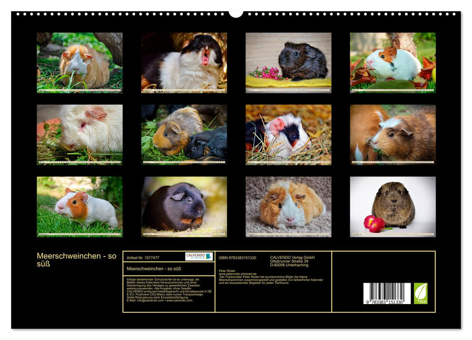 Meerschweinchen - so süß (CALVENDO Premium Wandkalender 2024)