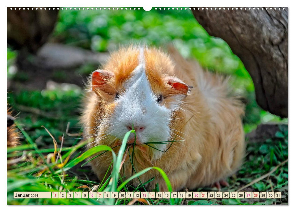 Cochons d'Inde - si mignons (Calendrier mural CALVENDO Premium 2024) 