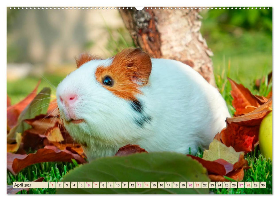 Guinea pigs - so cute (CALVENDO Premium Wall Calendar 2024) 