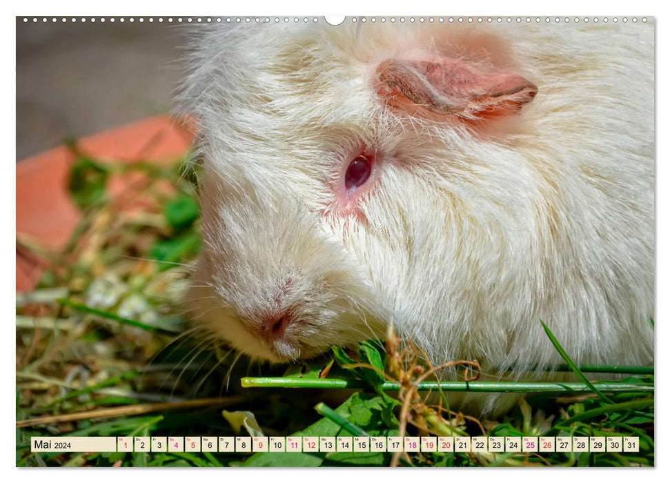 Meerschweinchen - so süß (CALVENDO Premium Wandkalender 2024)