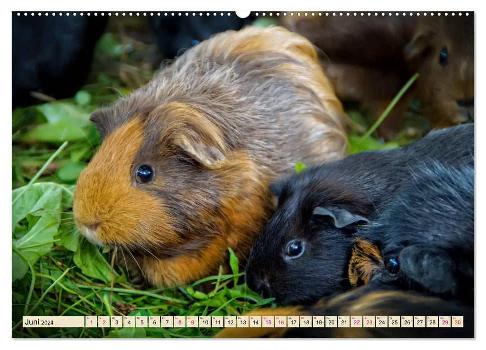 Meerschweinchen - so süß (CALVENDO Premium Wandkalender 2024)