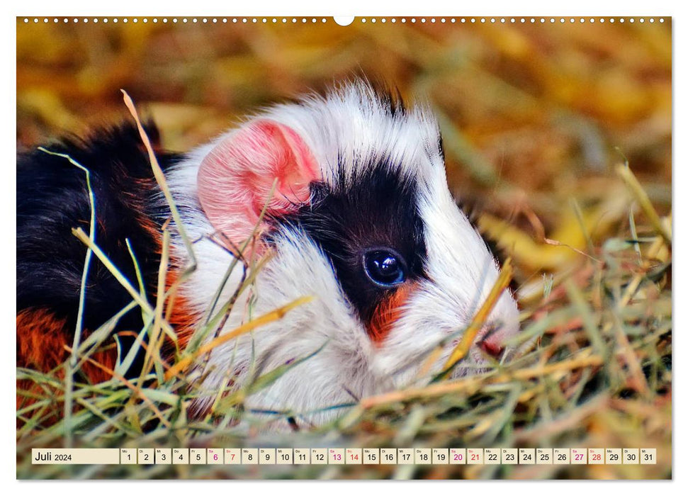 Guinea pigs - so cute (CALVENDO Premium Wall Calendar 2024) 