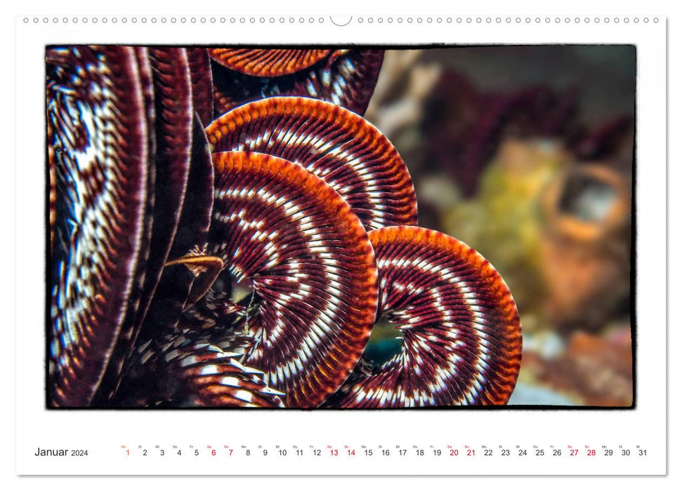 Small works of art in the vastness of the oceans (CALVENDO Premium Wall Calendar 2024) 