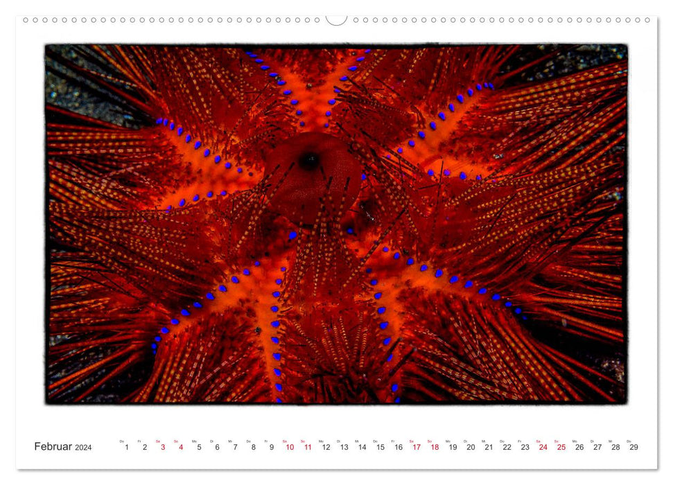 Small works of art in the vastness of the oceans (CALVENDO Premium Wall Calendar 2024) 