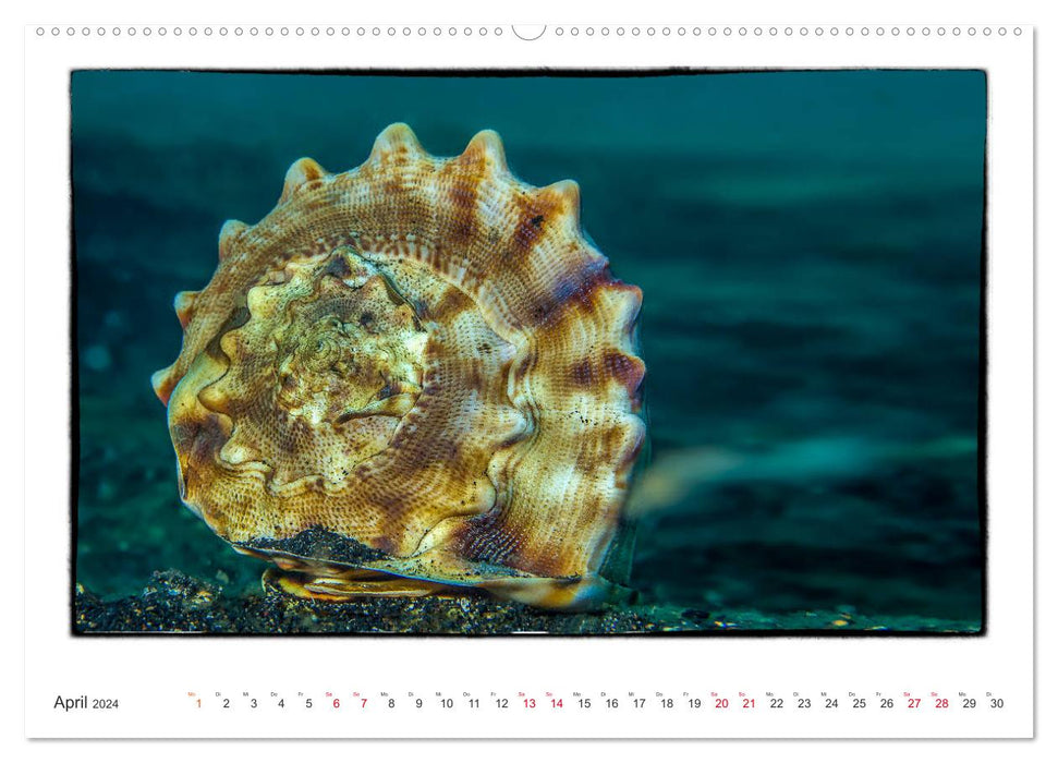 Small works of art in the vastness of the oceans (CALVENDO Premium Wall Calendar 2024) 