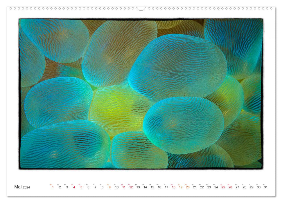 Kleine Kunstwerke in den Weiten der Ozeane (CALVENDO Premium Wandkalender 2024)