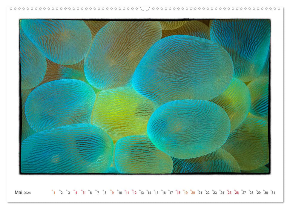 Small works of art in the vastness of the oceans (CALVENDO Premium Wall Calendar 2024) 