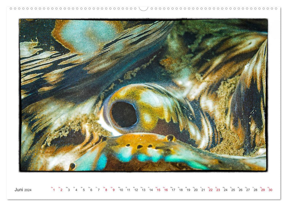 Small works of art in the vastness of the oceans (CALVENDO Premium Wall Calendar 2024) 