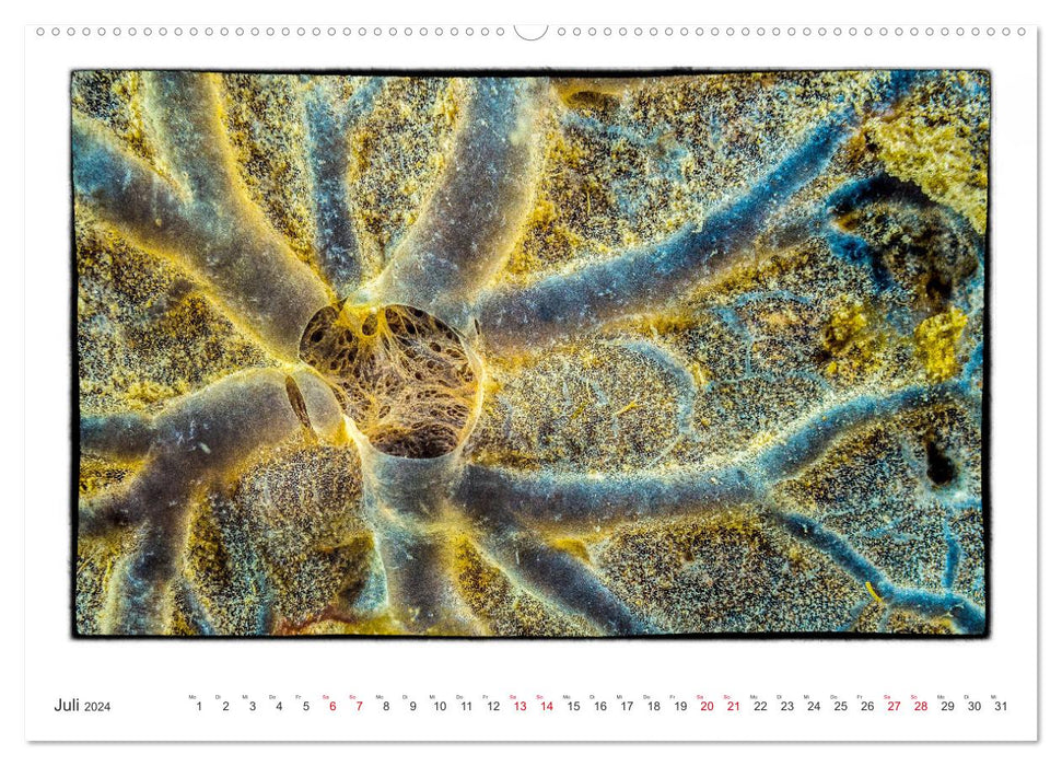 Small works of art in the vastness of the oceans (CALVENDO Premium Wall Calendar 2024) 