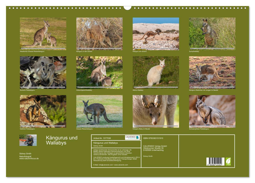 Kangaroos and wallabies (CALVENDO wall calendar 2024) 