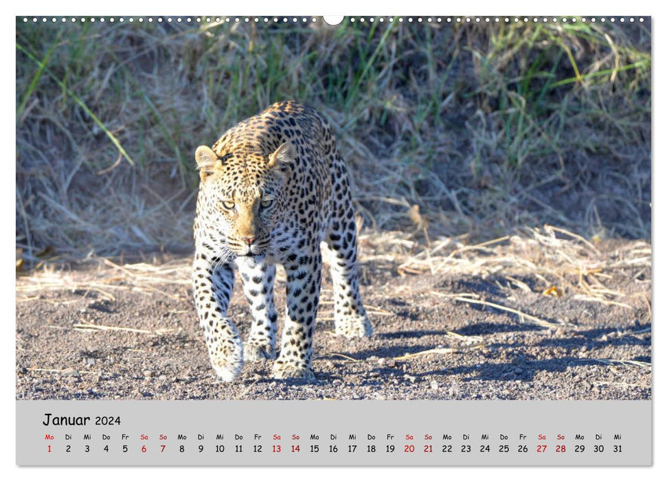 Leopards - big and small (CALVENDO Premium Wall Calendar 2024) 