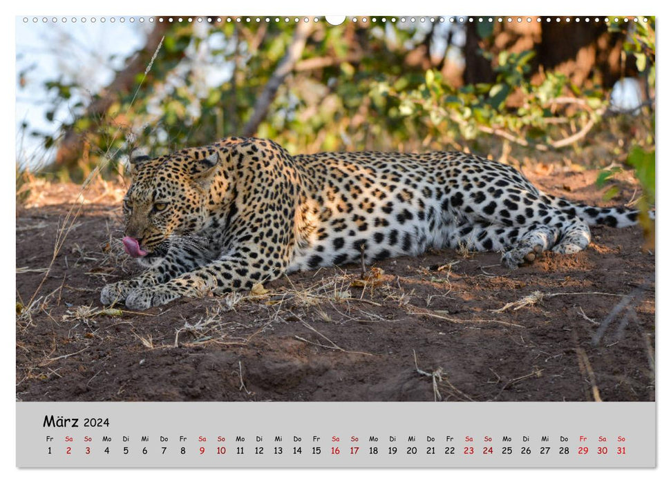 Leopards - big and small (CALVENDO Premium Wall Calendar 2024) 