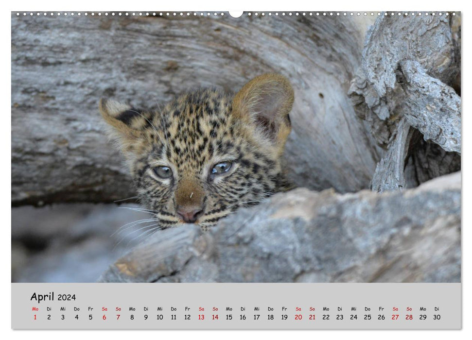 Leoparden - groß und klein (CALVENDO Premium Wandkalender 2024)