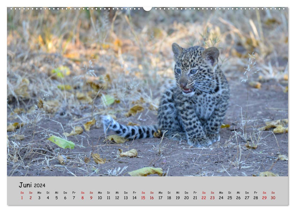 Leoparden - groß und klein (CALVENDO Premium Wandkalender 2024)