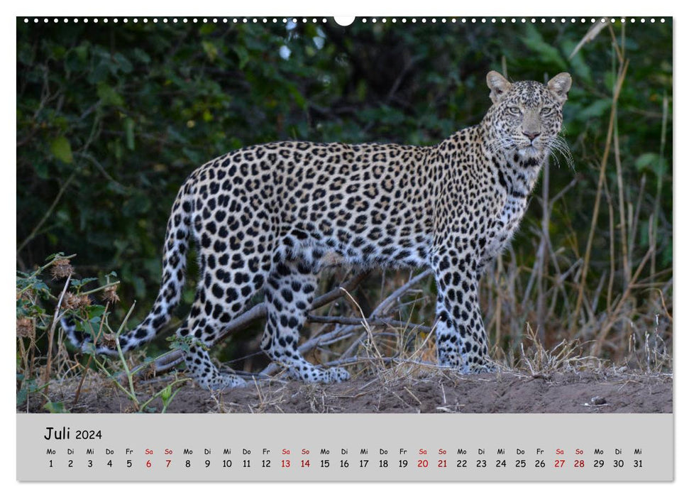 Leopards - big and small (CALVENDO Premium Wall Calendar 2024) 