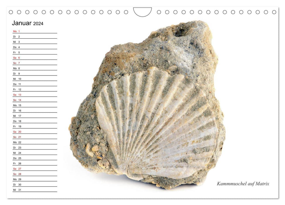 Fossilien - Versteinerte Relikte der Erdzeitalter (CALVENDO Wandkalender 2024)