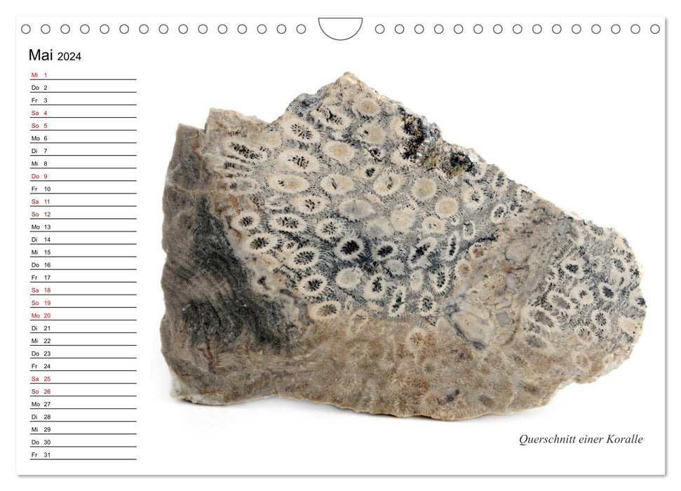 Fossilien - Versteinerte Relikte der Erdzeitalter (CALVENDO Wandkalender 2024)