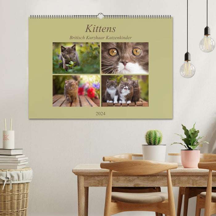 Kittens - British Shorthair kittens (CALVENDO wall calendar 2024) 