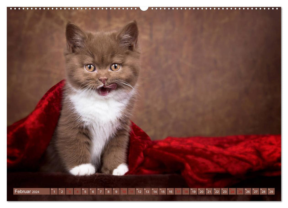 Kittens - Britisch Kurzhaar Katzenkinder (CALVENDO Wandkalender 2024)