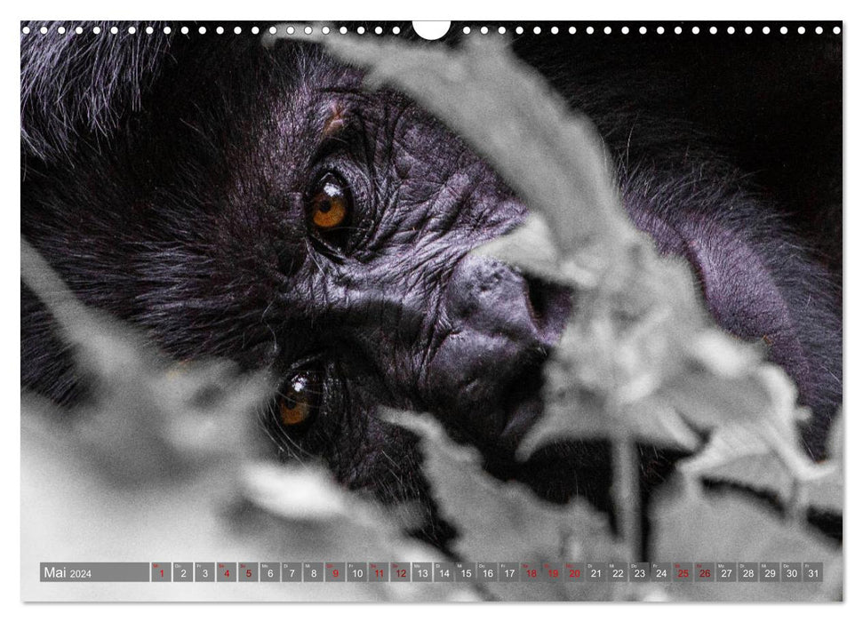 Gorillas without fog (CALVENDO wall calendar 2024) 