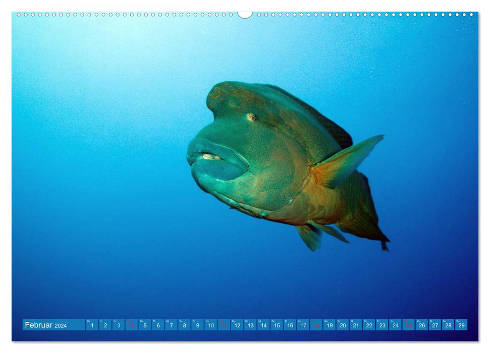 Sven Gruse taucht ab! Fische kalt erwischt (CALVENDO Premium Wandkalender 2024)