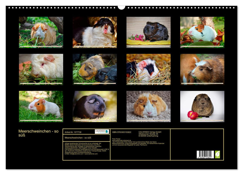 Guinea pigs - so cute (CALVENDO wall calendar 2024) 