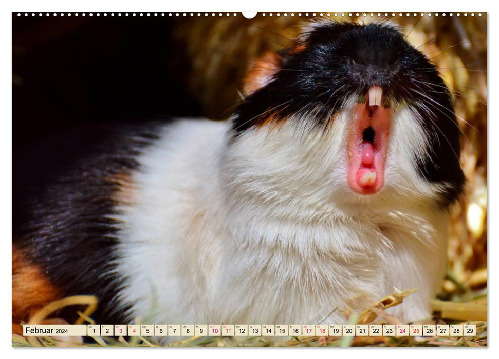 Guinea pigs - so cute (CALVENDO wall calendar 2024) 