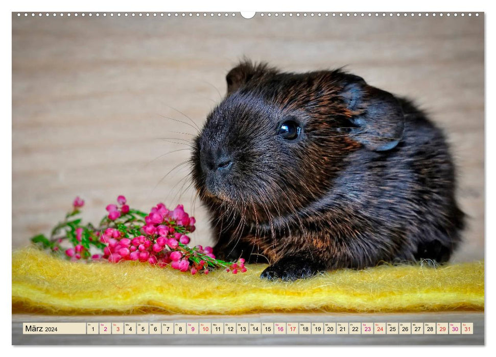 Guinea pigs - so cute (CALVENDO wall calendar 2024) 