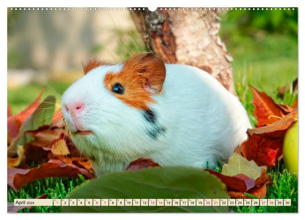 Guinea pigs - so cute (CALVENDO wall calendar 2024) 