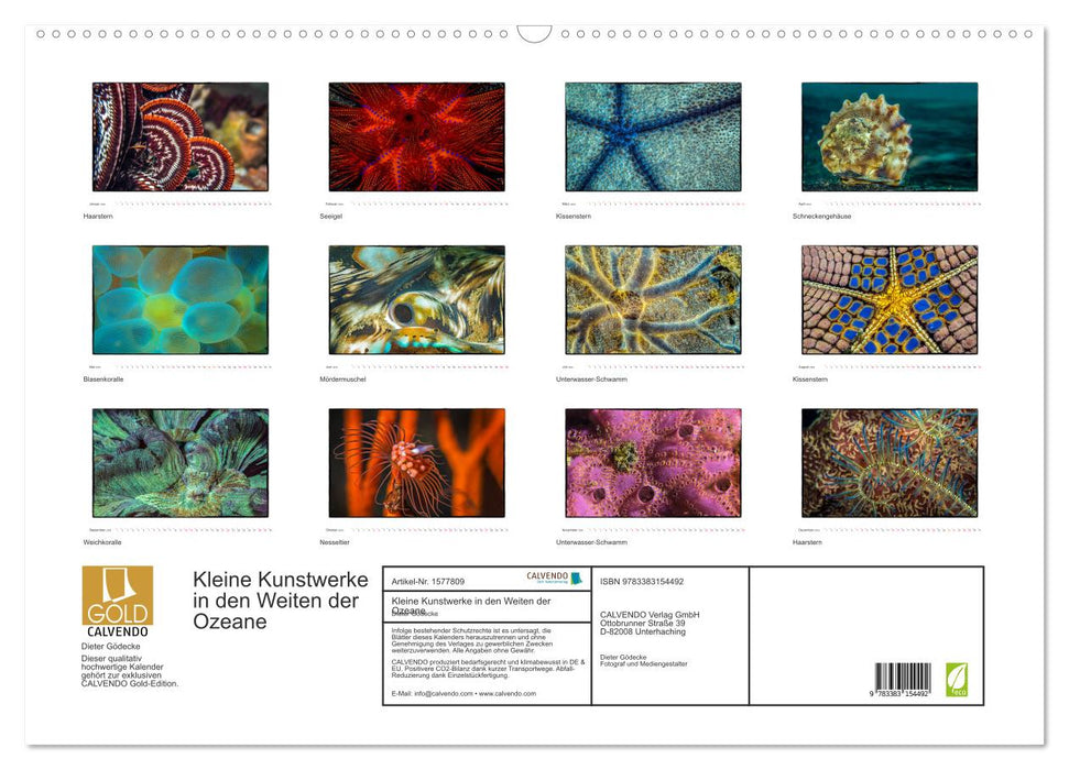 Small works of art in the vastness of the oceans (CALVENDO wall calendar 2024) 