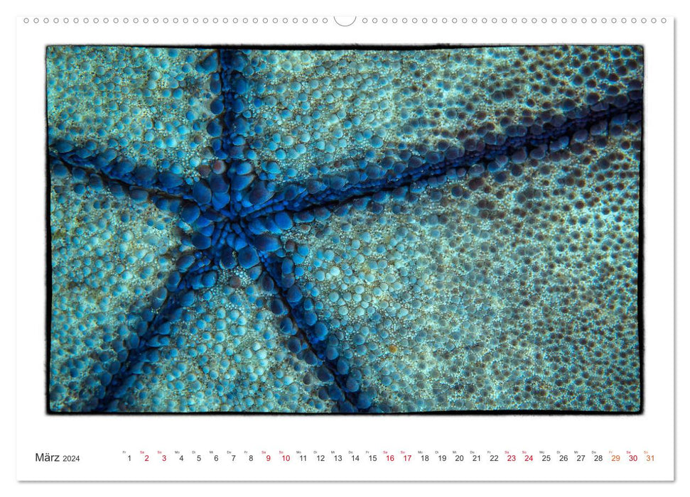 Petites œuvres d'art dans l'immensité des océans (Calendrier mural CALVENDO 2024) 