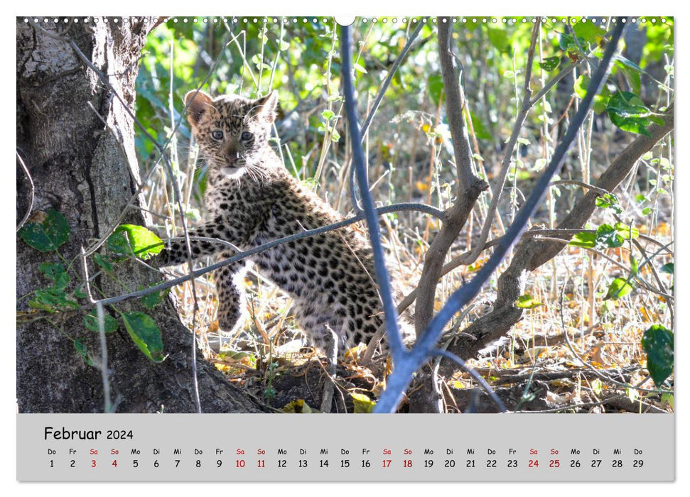 Leoparden - groß und klein (CALVENDO Wandkalender 2024)