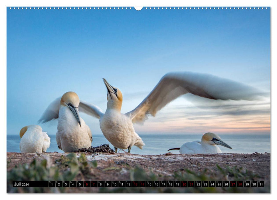 Basstölpel - Helgolands tollkühne Taucher (CALVENDO Premium Wandkalender 2024)