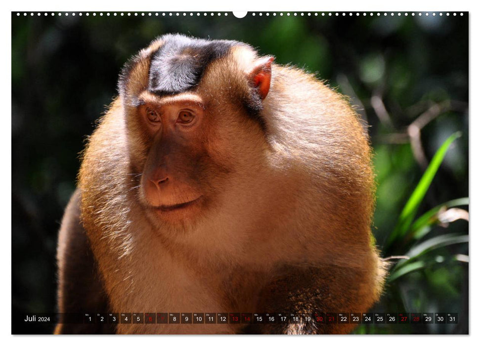 Planet der seltenen Affen (CALVENDO Premium Wandkalender 2024)