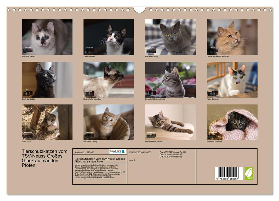 Chats du bien-être animal du TSV-Neuss - un grand bonheur sur des pattes douces (calendrier mural CALVENDO 2024) 
