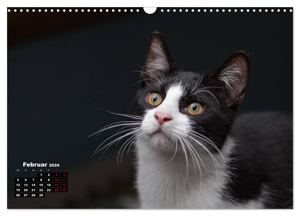 Tierschutzkatzen vom TSV-Neuss - Großes Glück auf sanften Pfoten (CALVENDO Wandkalender 2024)