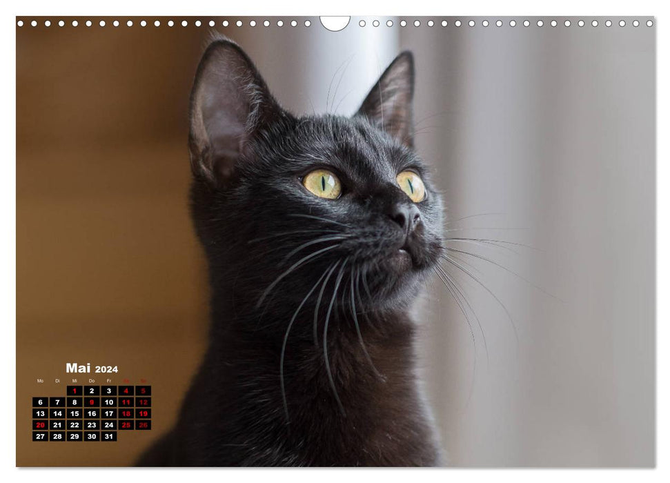 Tierschutzkatzen vom TSV-Neuss - Großes Glück auf sanften Pfoten (CALVENDO Wandkalender 2024)