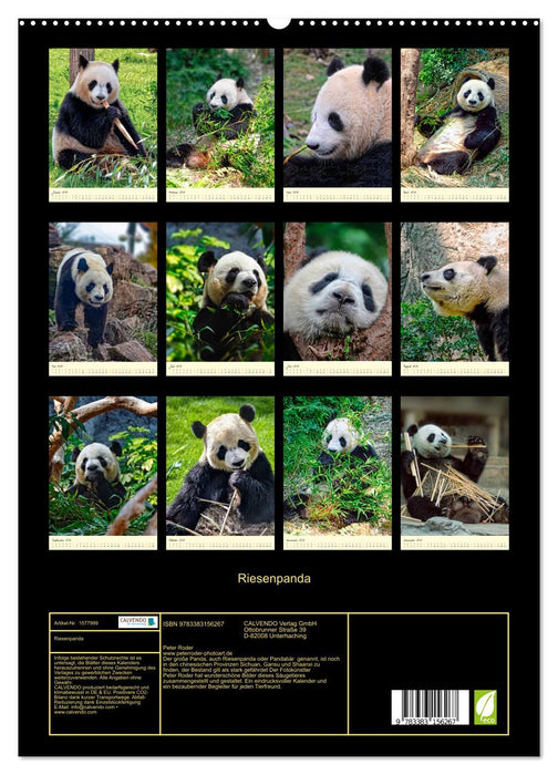 Riesenpanda (CALVENDO Premium Wandkalender 2024)