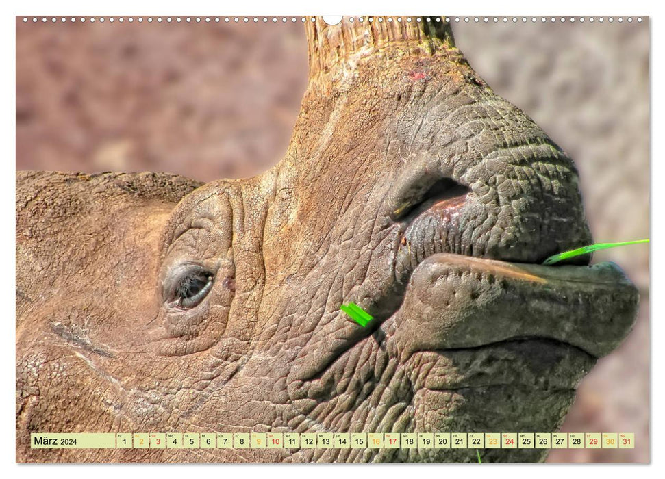 Bedrohte Tierart - Nashorn (CALVENDO Premium Wandkalender 2024)