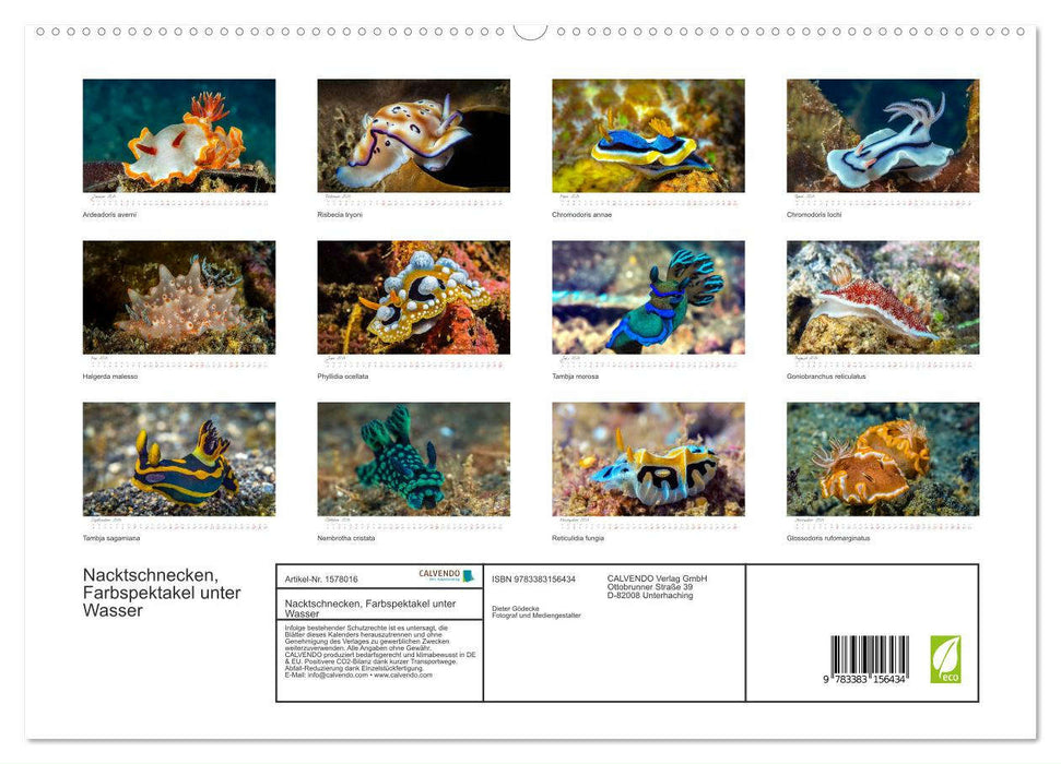 Nacktschnecken, Farbspektakel unter Wasser (CALVENDO Premium Wandkalender 2024)
