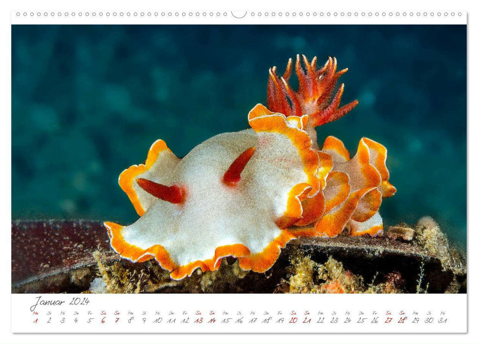 Nudibranches, spectacle de couleurs sous l'eau (Calvendo Premium Wall Calendar 2024) 