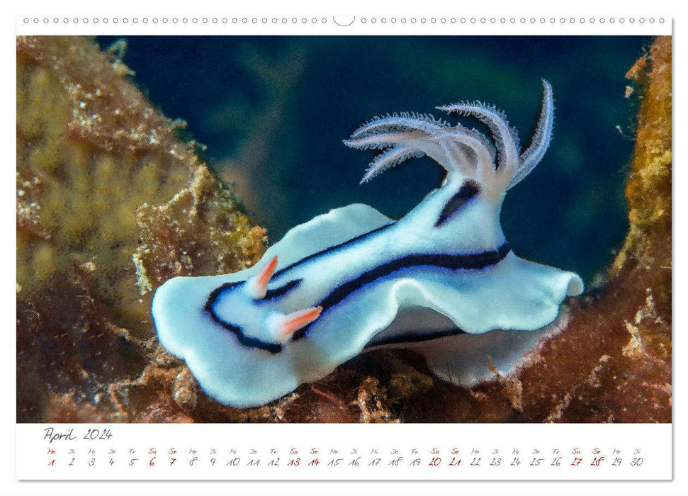 Nudibranches, spectacle de couleurs sous l'eau (Calvendo Premium Wall Calendar 2024) 