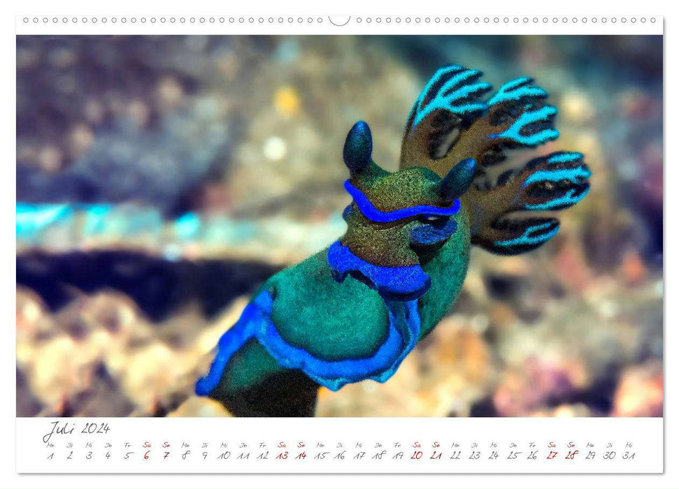 Nacktschnecken, Farbspektakel unter Wasser (CALVENDO Premium Wandkalender 2024)